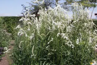 Sanguisorba 'Figaro'