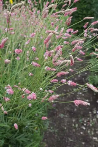 Sanguisorba 'Fire Explosion'