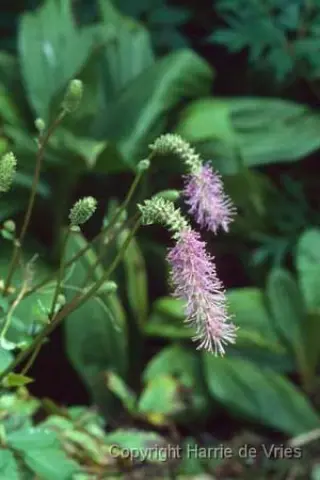 Sanguisorba hakusanensis