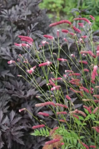 Sanguisorba hybr. 'Purpurreigen'