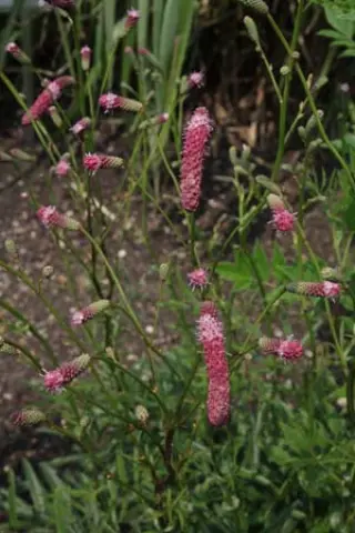 Sanguisorba hybr. 'Purpurreigen'