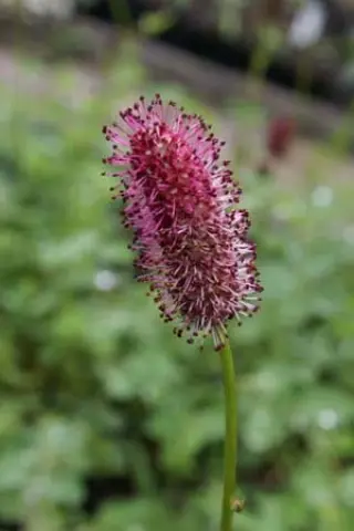 Sanguisorba menziesii