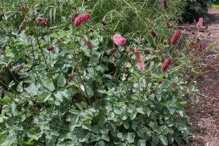 Sanguisorba menziesii
