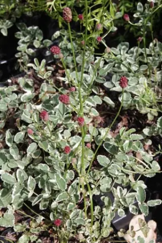 Sanguisorba minor 'Little Angel'