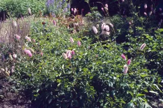 Sanguisorba obtusa