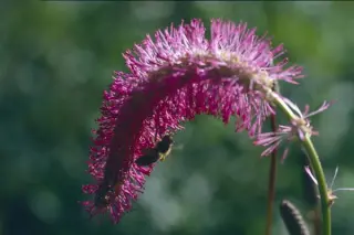Sanguisorba obtusa