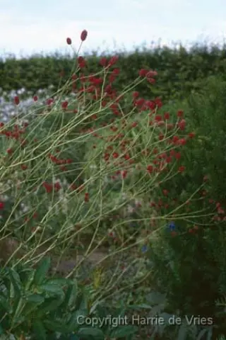 Sanguisorba officinalis 'Arnhem'