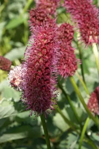 Sanguisorba officinalis 'Shiro-Fukurin'