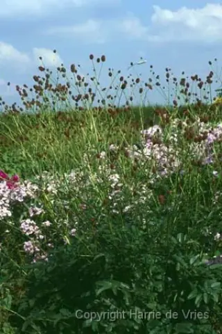 Sanguisorba officinalis 'Tanna'