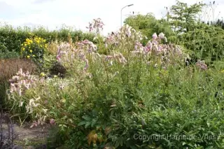 Sanguisorba 'Pink Brushes'