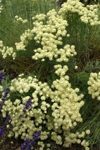 Santolina pinnata ssp. neapolitana 'Edward Bowles'