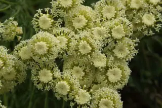 Santolina pinnata ssp. neapolitana 'Edward Bowles'