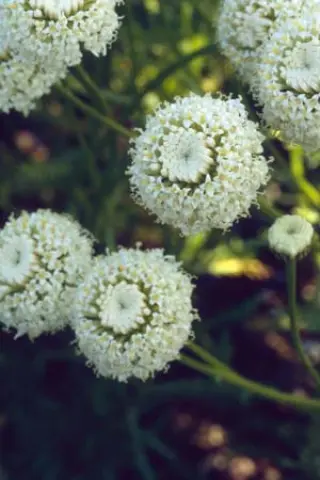 Santolina rosmarinifolia 'Forme Blanche'