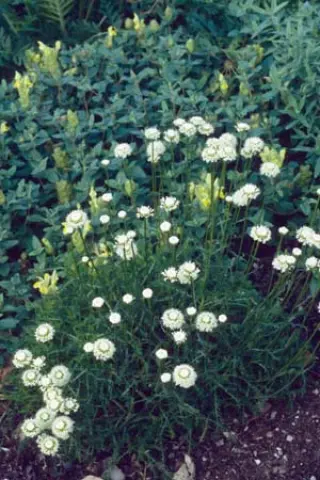 Santolina rosmarinifolia 'Forme Blanche'