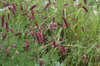 Sanguisorba 'Scapino'