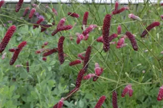 Sanguisorba 'Scapino'