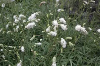 Sanguisorba tenuifolia 'Albiflora'