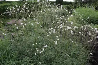 Sanguisorba tenuifolia 'Albiflora'