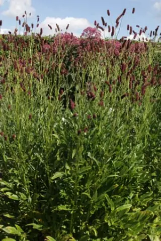 Sanguisorba tenuifolia 'Atropurpurea'