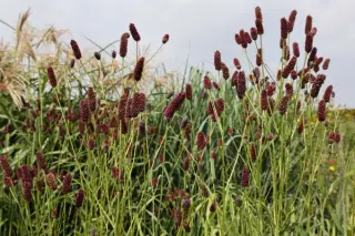 Sanguisorba tenuifolia 'Atropurpurea'