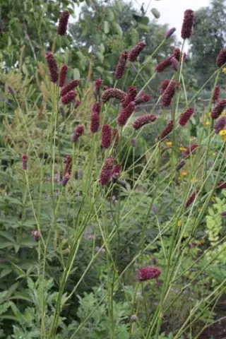 Sanguisorba tenuifolia 'Henk Gerritsen'