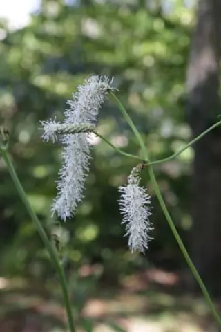 Sanguisorba tenuifolia 'Korean Snow'