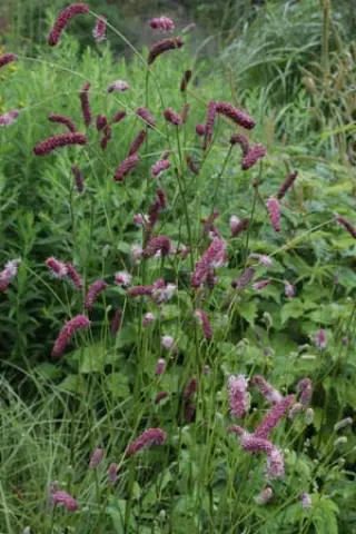 Sanguisorba tenuifolia 'Purple Tails'