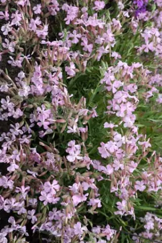 Saponaria x lempergii 'Max Frei'