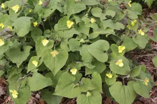 Saruma henryi