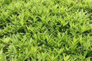 Sarcococca hookeriana var. humilis