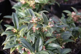 Sarcococca hookeriana var. humilis