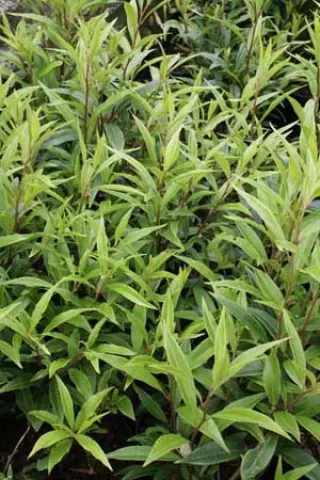 Sarcococca hookeriana 'Purple Stem'