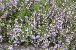 Satureja x amoena (Sünd)
