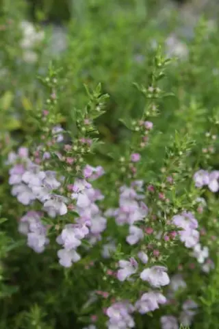 Satureja x amoena (Sünd)