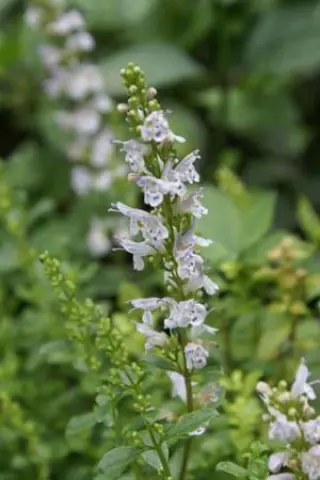 Satureja kitaibelii