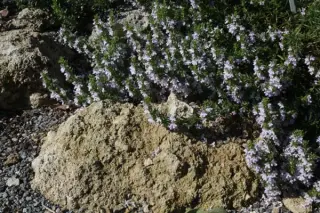 Satureja montana 'Caerulea'
