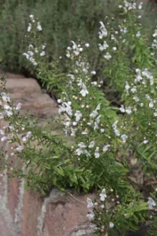 Satureja montana citriodora