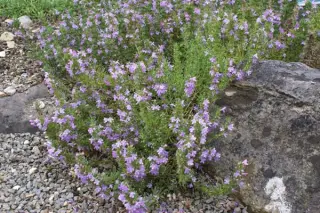 Satureja montana illyrica