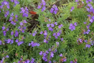 Satureja montana illyrica