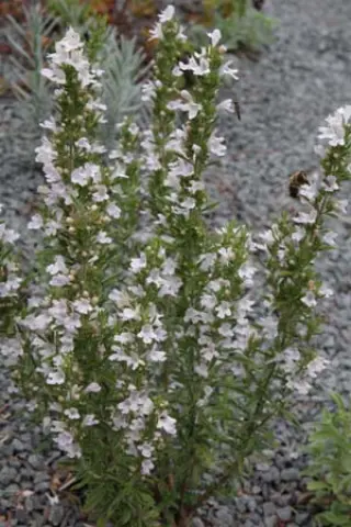 Satureja montana 'Zuchau'
