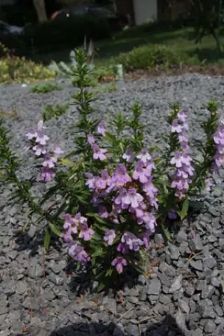 Satureja rumelica 'Grandiflora'