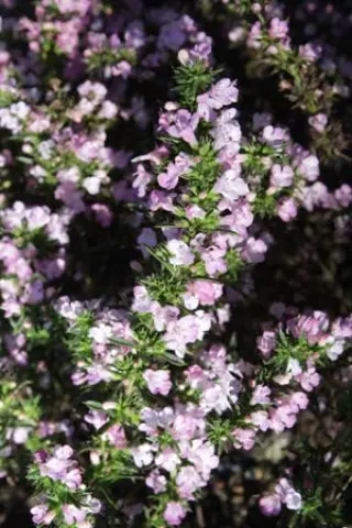 Satureja rumelica 'Purpurea'
