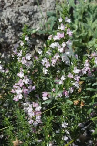 Satureja rumelica 'Purpurea'