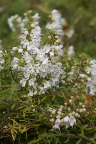 Satureja rumelica