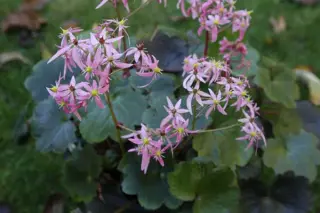 Saxifraga fortunei 'Autumn Tribute'