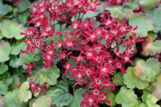 Saxifraga fortunei 'Beni Tsukasa'
