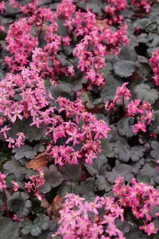 Saxifraga fort. 'Black Ruby'