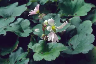 Saxifraga fort. 'Cheap Confections'