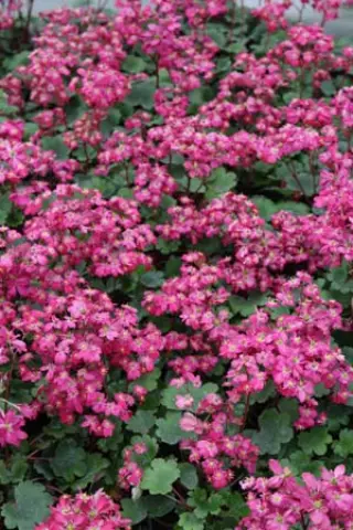 Saxifraga fortunei ex 'Gokka'