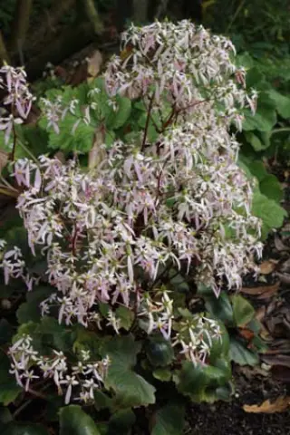 Saxifraga fort. ex 'Yunagi'